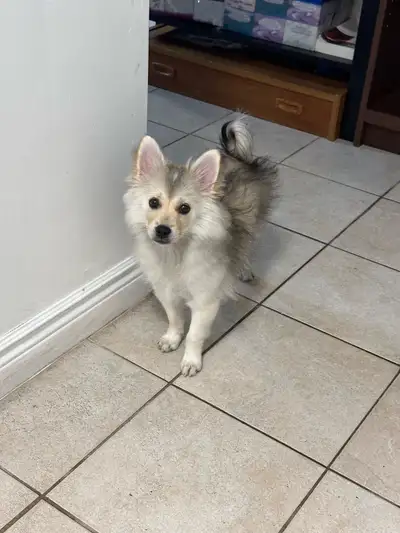 Pomsky breed puppy, View more