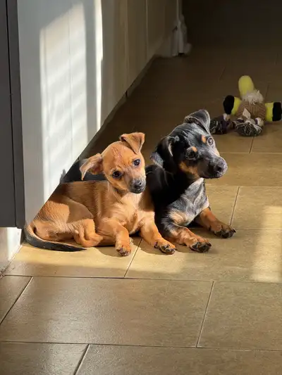 Price reduced. I have 2 beautiful pups left for rehoming . They are dear head chihuahuas . mom is 8...