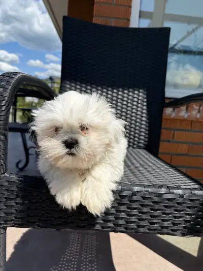 Shih Tzu, View more