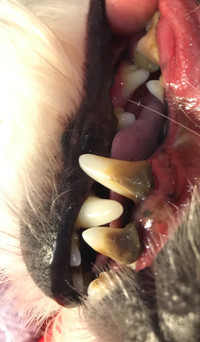 Pet Dental cleaning 