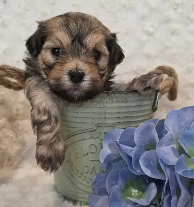 CKC Registered Purebred Hypoallergenic Havanese Puppies, View more