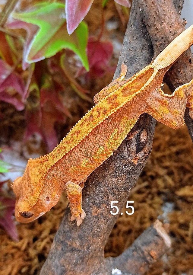 Juvenile crested Gecko  in Reptiles & Amphibians for Rehoming in Norfolk County - Image 2