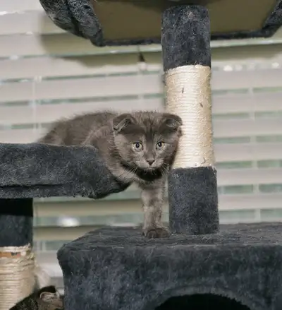 Russian Blue Scottish fold mix , View more