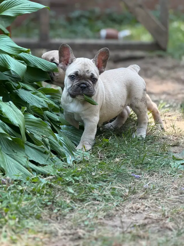 bulldog français/ bouledogue français in Dogs & Puppies for Rehoming in Lanaudière - Image 4