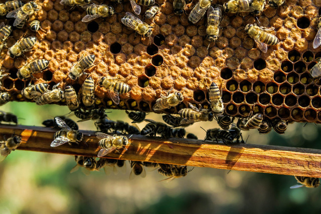 Nuclei - abeilles locales dans Autres animaux à adopter  à Ville de Montréal - Image 4