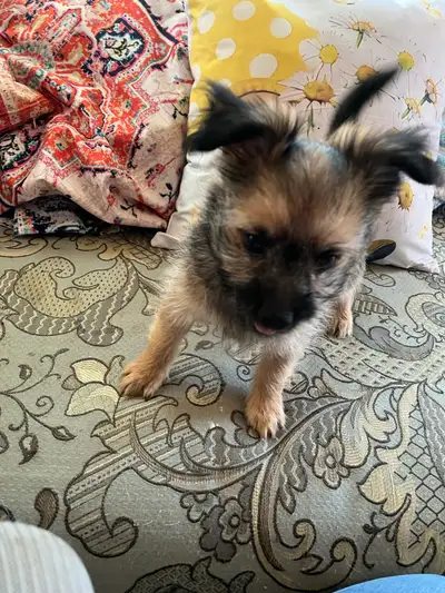 Adorable Outgoing Chorkie Puppies, View more