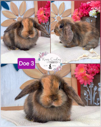 Mini Lop x Holland Lop bunnies 