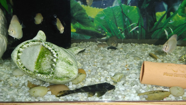 "Crayfish for Aquarium Fish Tank For Sale in Fish for Rehoming in Ottawa - Image 4