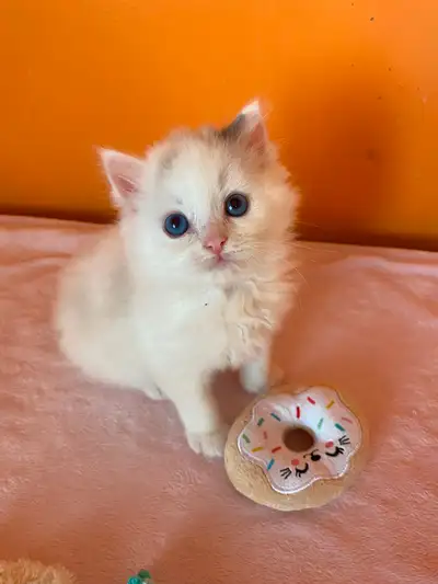 A Gorgeous  Ragdoll Kitten, View more