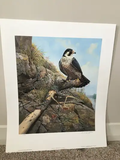 Peregrine Falcon Lithograph Limited edition Prints, View more