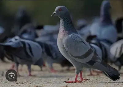 pigeon hunting , View more