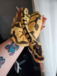 2 year old male Super Enchi Pastel ball python 