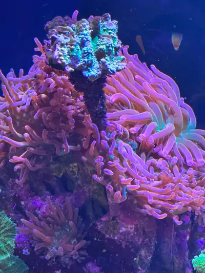 Rainbow Bubble Tip Anemones Saltwater Clownfish, View more