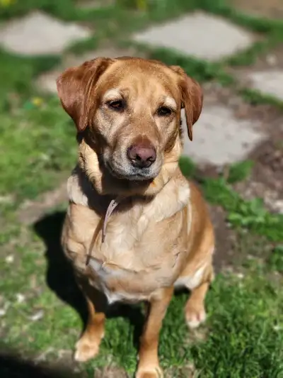 Dog walking and training services In-house training and boarding services also available Specialized...