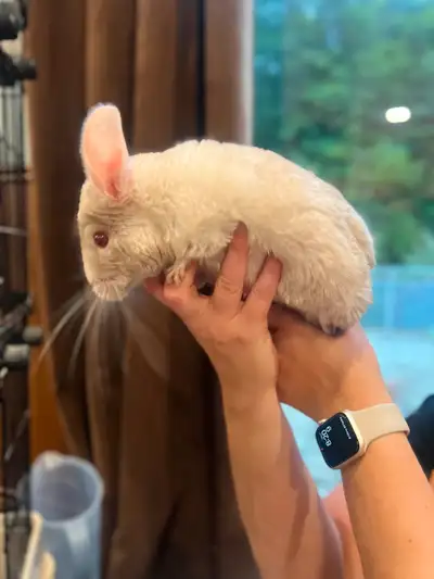 Chinchillas (2) for sale with Cage, View more