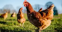 Looking  for hens available near Moncton?