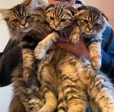 Chaton a vendre, View more