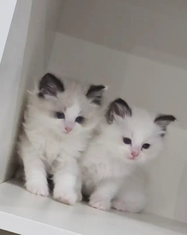 100% Pure ragdoll kittens. Both Parents onsite.