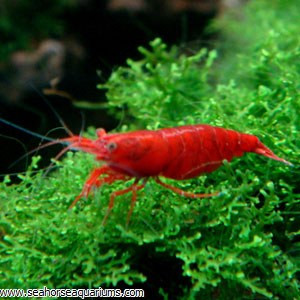 BEAUTIFUL FRESHWATER SHRIMP in Fish for Rehoming in North Bay - Image 2