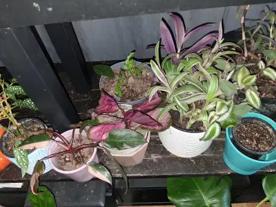 plants for sale, View more