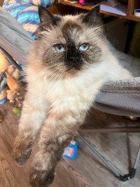 Ragdoll Cat to be rehomed