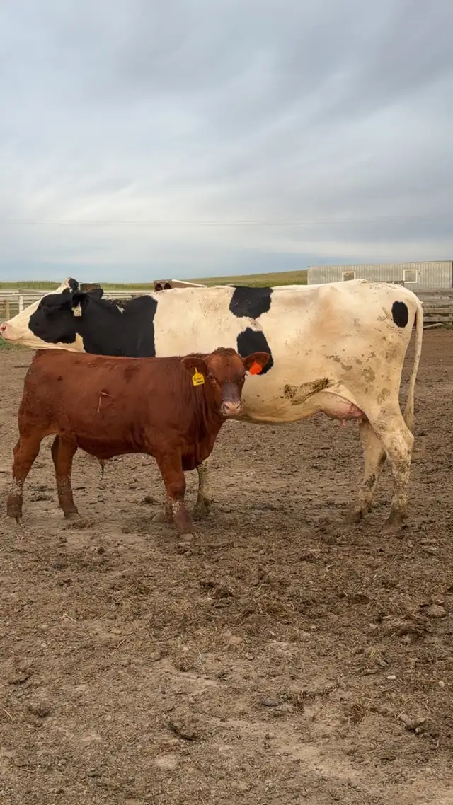 Exposed Nurse Cows  in Livestock in Lethbridge - Image 5