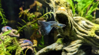 Rare Blue Moscow Guppies
