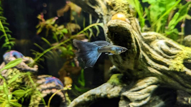 Rare Blue Moscow Guppies in Fish for Rehoming in Vancouver