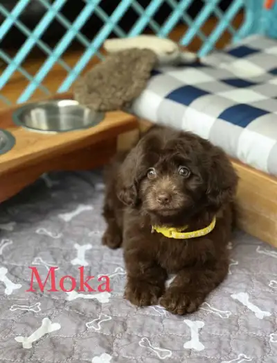 Chiots Yorkie Pom magnifiques et super dodus, qui ressemblent à de petits ours en peluche et sont pr...