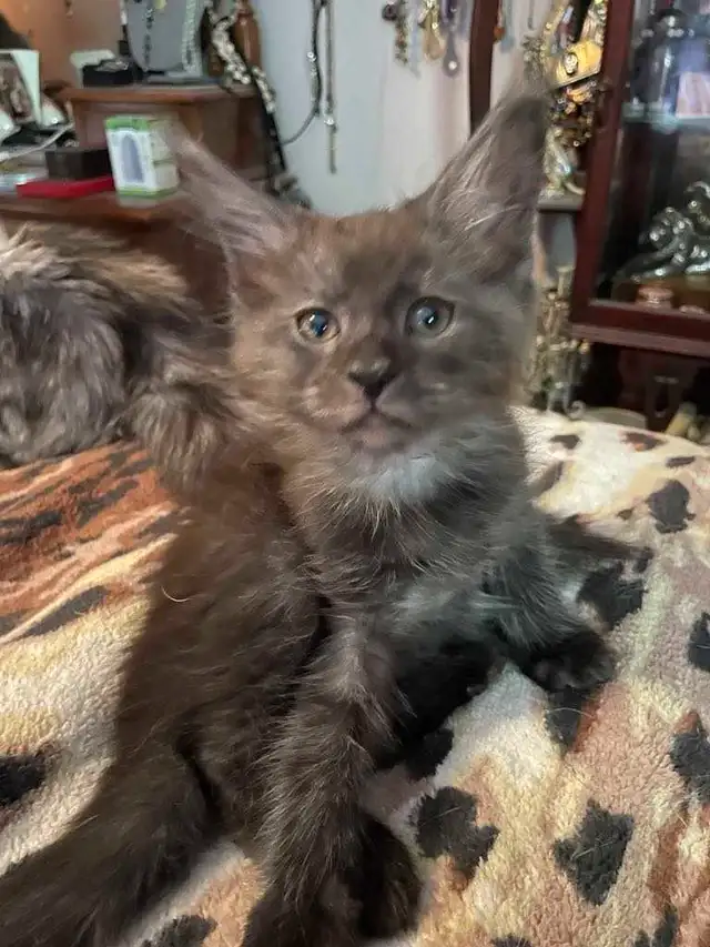Litter of 5 mainecoon Kittens in Cats & Kittens for Rehoming in Bridgewater - Image 7