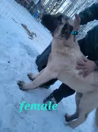 Two Pure Bred Female Kangals 7 Months Old