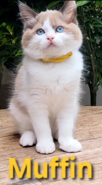Aqua-Eyed Cherubim Ragdoll Kitten | Extremely Affectionate |, View more