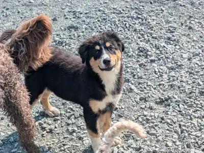Bouvier Bernois X Husky(Prêt a partir ce weekend), View more