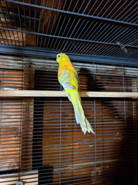 Red rumped parrots for sale 