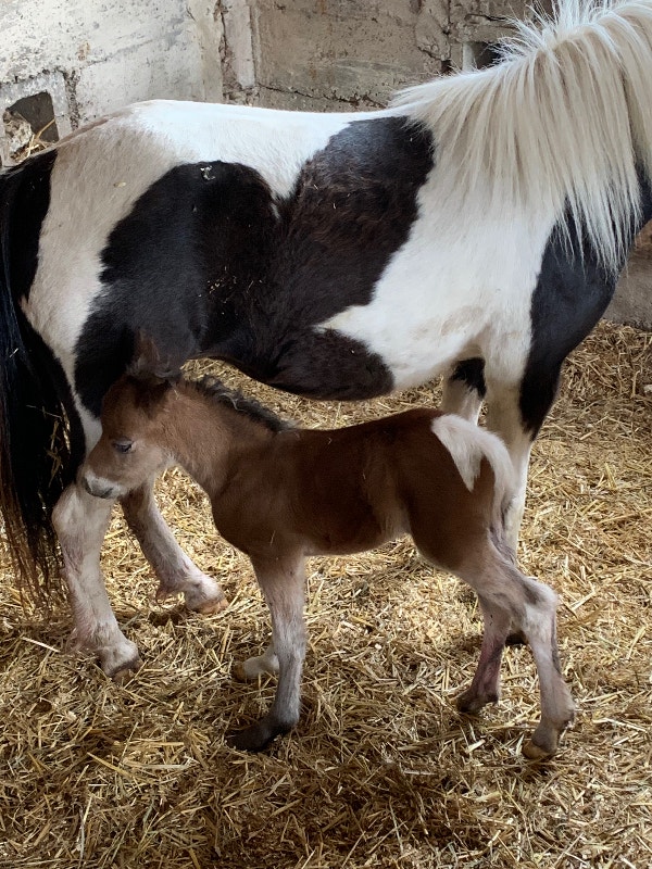 Miniature horses for sale Horses & Ponies for Rehoming ChathamKent