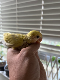 Baby love  bird