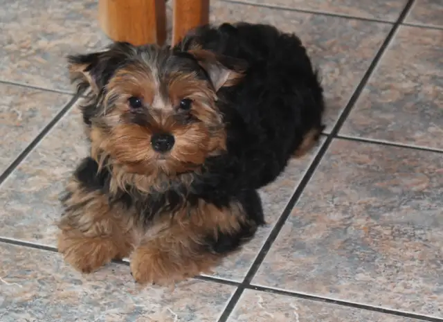 Elevage de Luxe in Dogs & Puppies for Rehoming in Laval / North Shore - Image 3