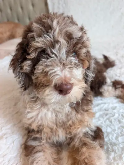 8 weeks old goldendoodle puppies, View more
