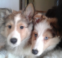 CKC Reg Sheltie Pups