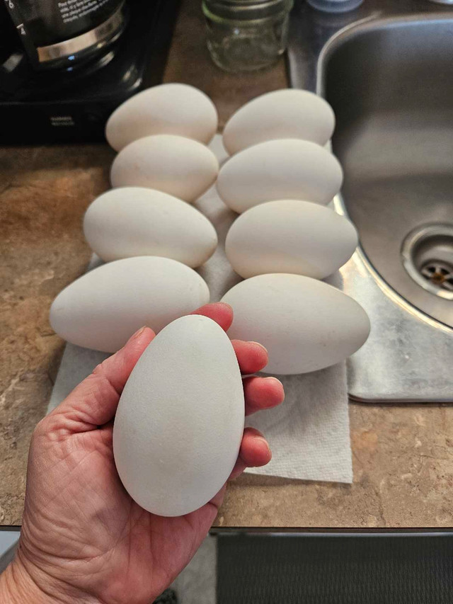 Goose eggs in Other in Grande Prairie