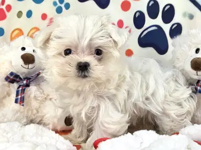 KOREAN MALTESE- ONLY 2 FEMALES LEFT, View more