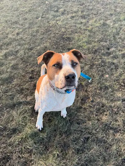 adoptable dog alert !, View more