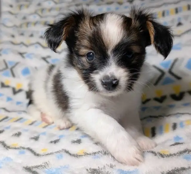 ❥♡Puppy  Papillon  / Chiot Papillon ❥♡ female, Male in Dogs & Puppies for Rehoming in Ottawa - Image 7