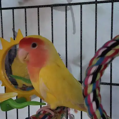 female love bird , View more