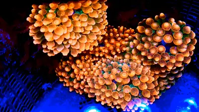 Keywords: Coral frags saltwater aquarium marine reef Anemones are in perfect condition and super hea...