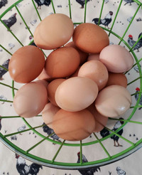 Fertilized Orpington Eggs