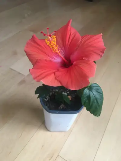 2 Hibiscus 3y old, 7 in high, 4 in pot, red and salmon, View more