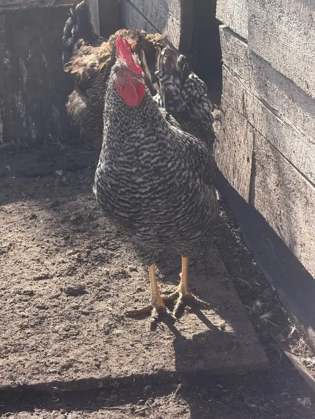 3 Roosters in Livestock in Edmonton - Image 4