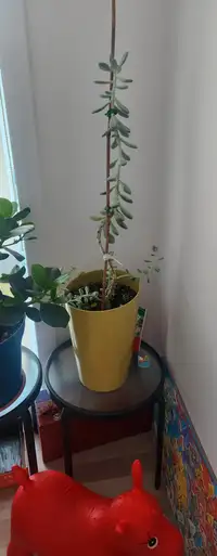 Plant succulent 