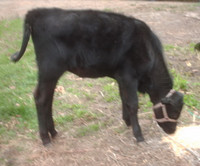 beef x calves , most are black angus x  ready for grass